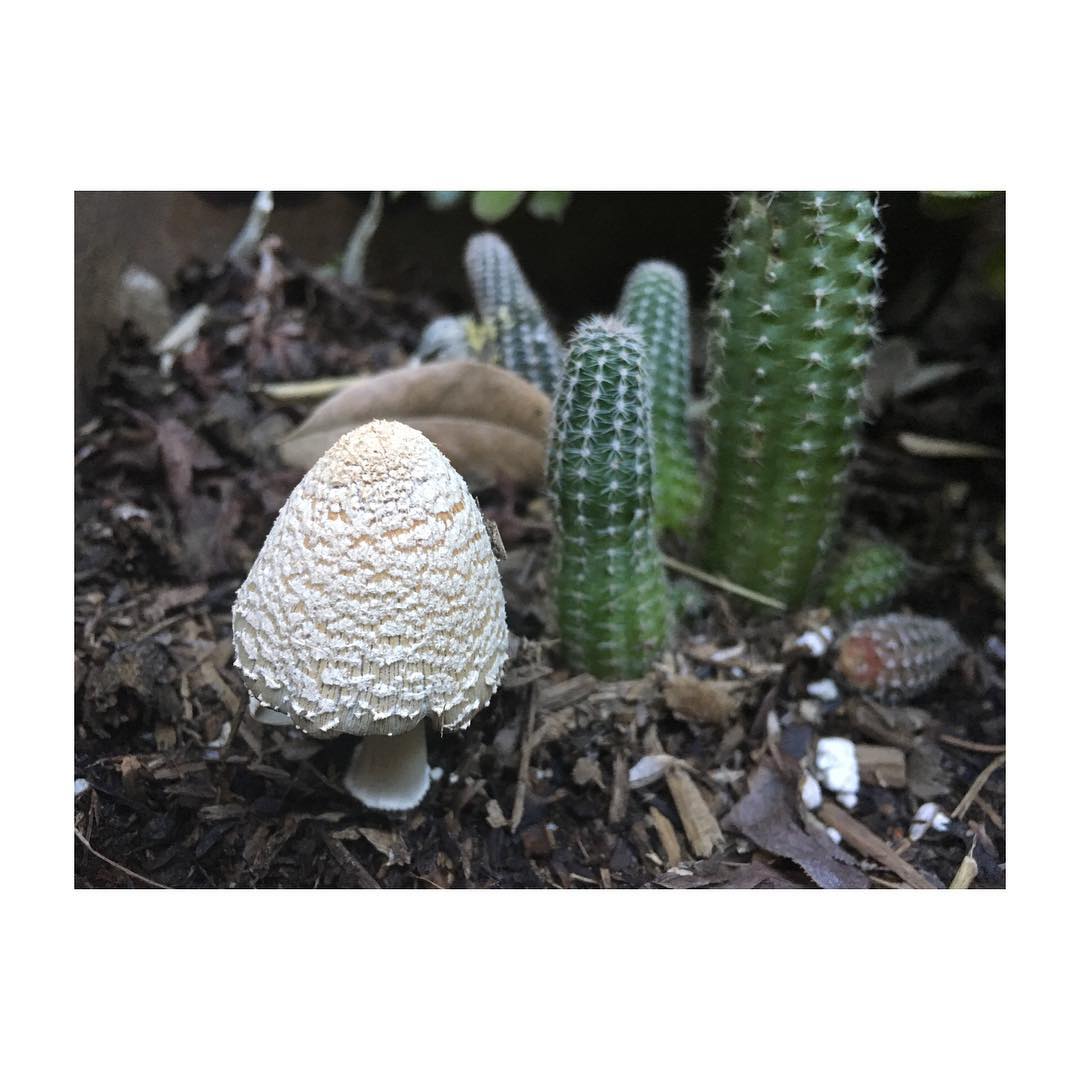 Mi cactus creció un hongo #rain ...
