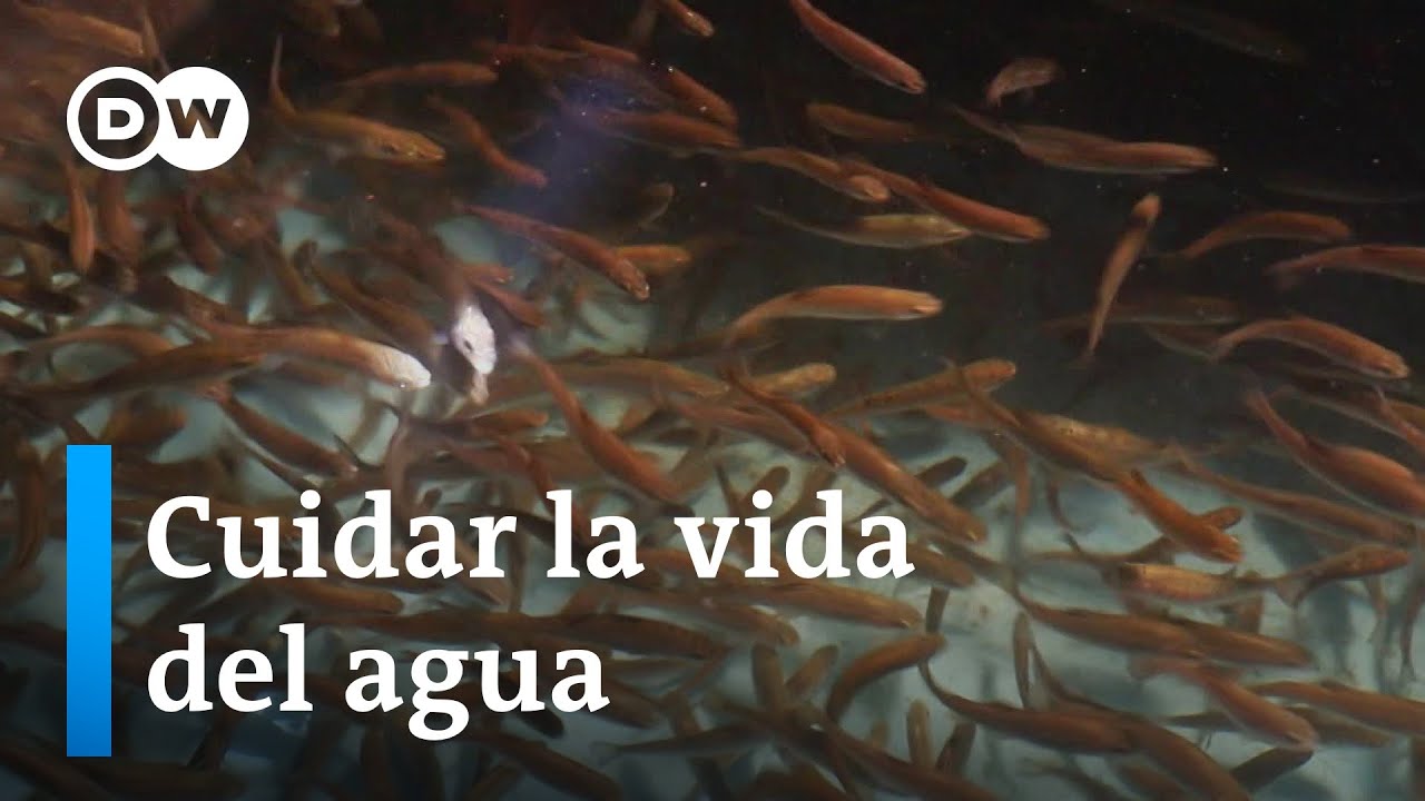 ¿Es-sostenible-y-saludable-comer-pescado-Programa-completo.jpg