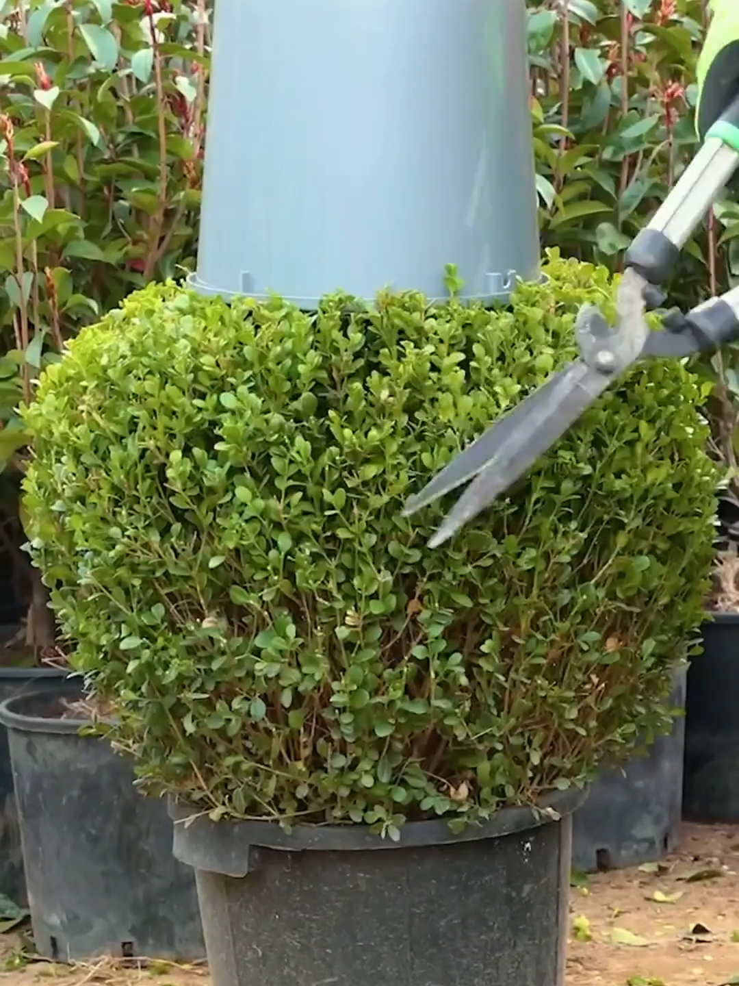 @ideasen5minutos-¡Magia-botanica-Trucos-verdes-para-tu-hogar-y-exterior.png