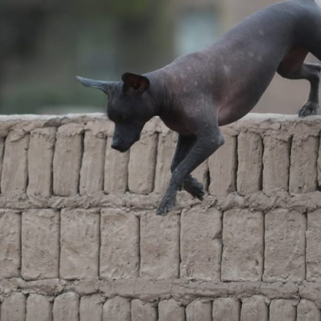Perro peruano sin pelo: 40 años como raza oficialmente reconocida