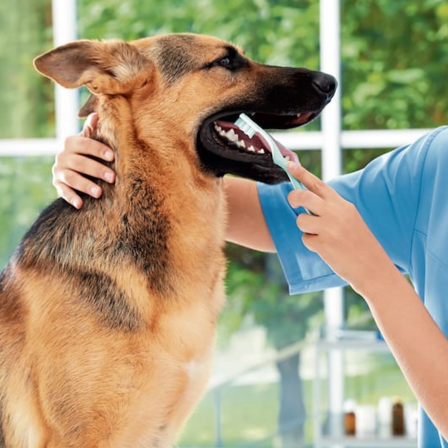 Conserve limpios y sanos los dientes de su mascota con rutinas de aseo y alimentación desde casa