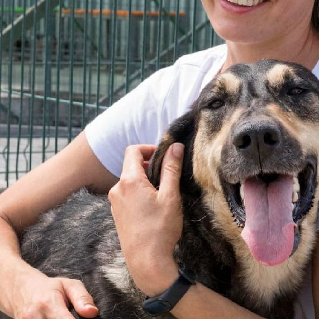 Día Mundial del Perro Adoptado: cinco beneficios que transforman vidas