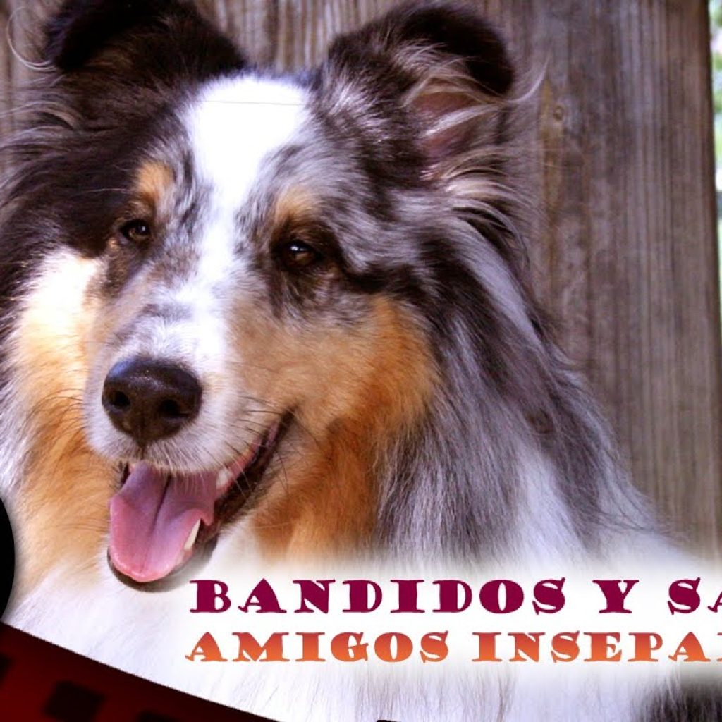 PELÍCULA COMPLETA 🎬 Bandidos y Santos – Amigos Inseparables | Aventura | Cine Club Películas PELÍCULA COMPLETA 🎬 Bandidos y Santos – Amigos Inseparables | Aventura | Cine Club Películas